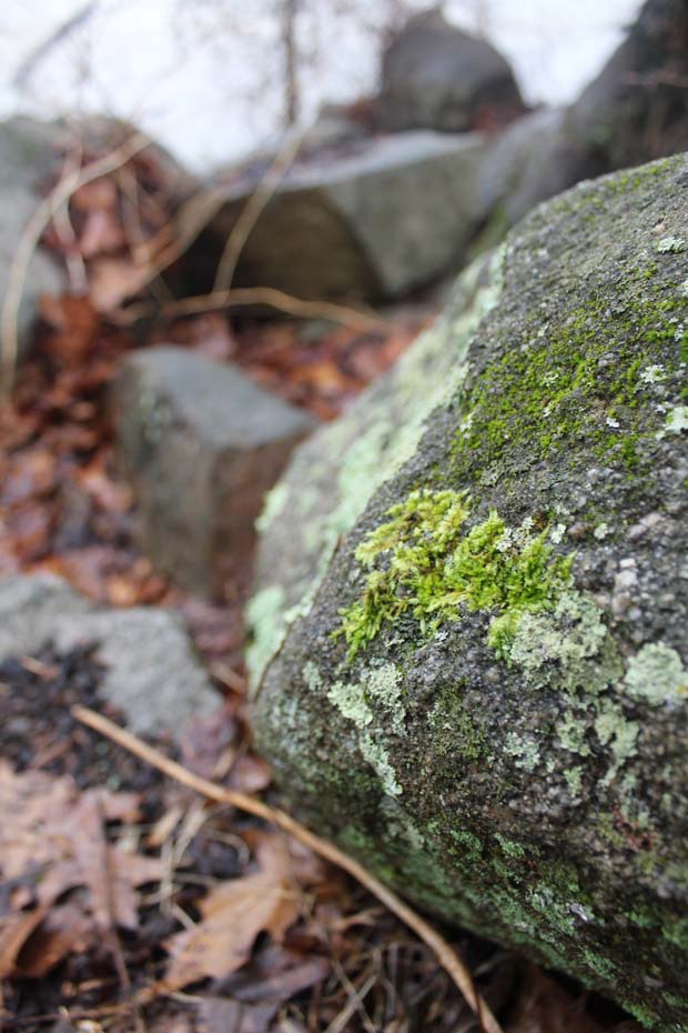 Moss on rock along James River