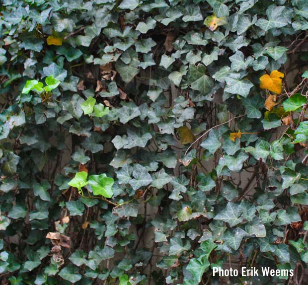 Ivy along Three Chopt Road - Richmond