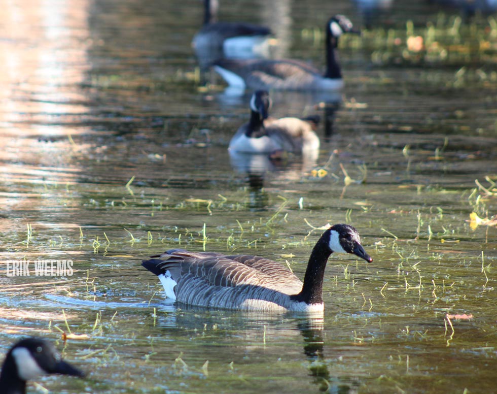 Geese Erik Weems