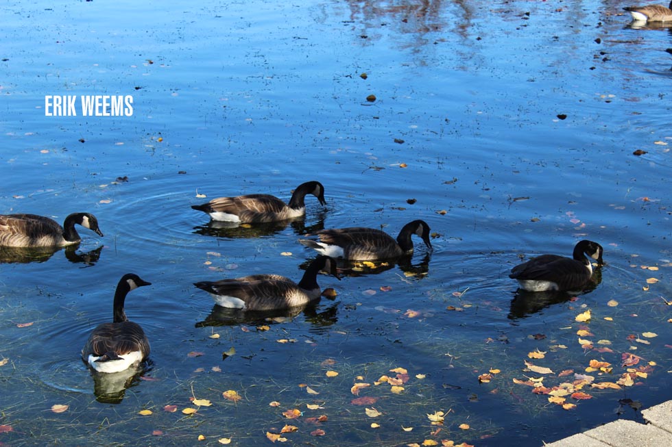 Geese Richmond Virginia