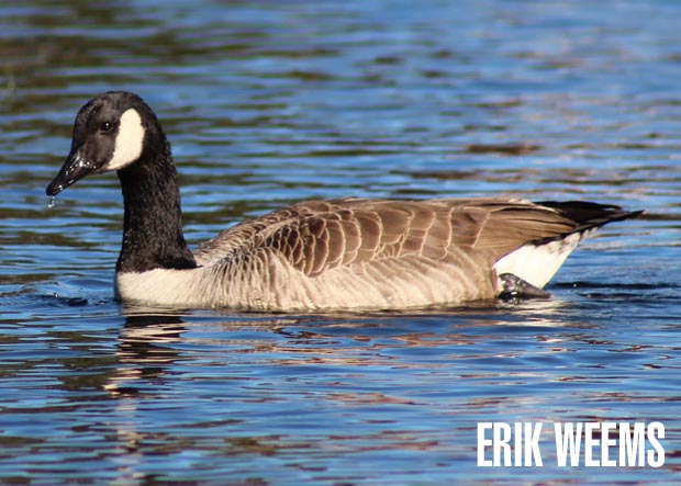 Goose at Byrd Park Richmond Virginia