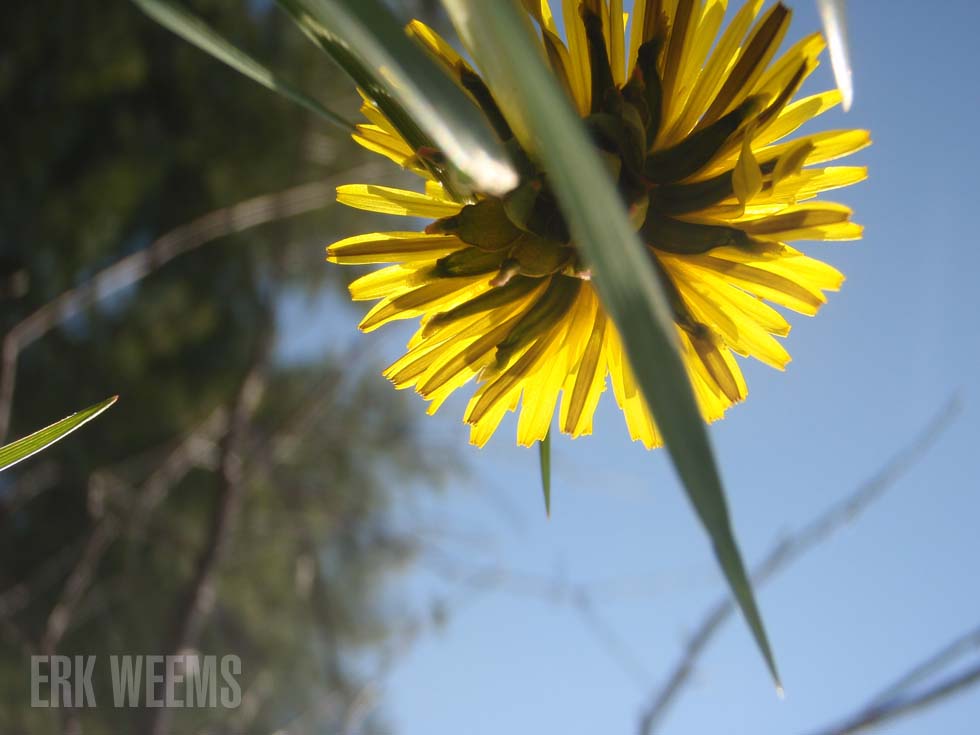 Dandelion head virginia