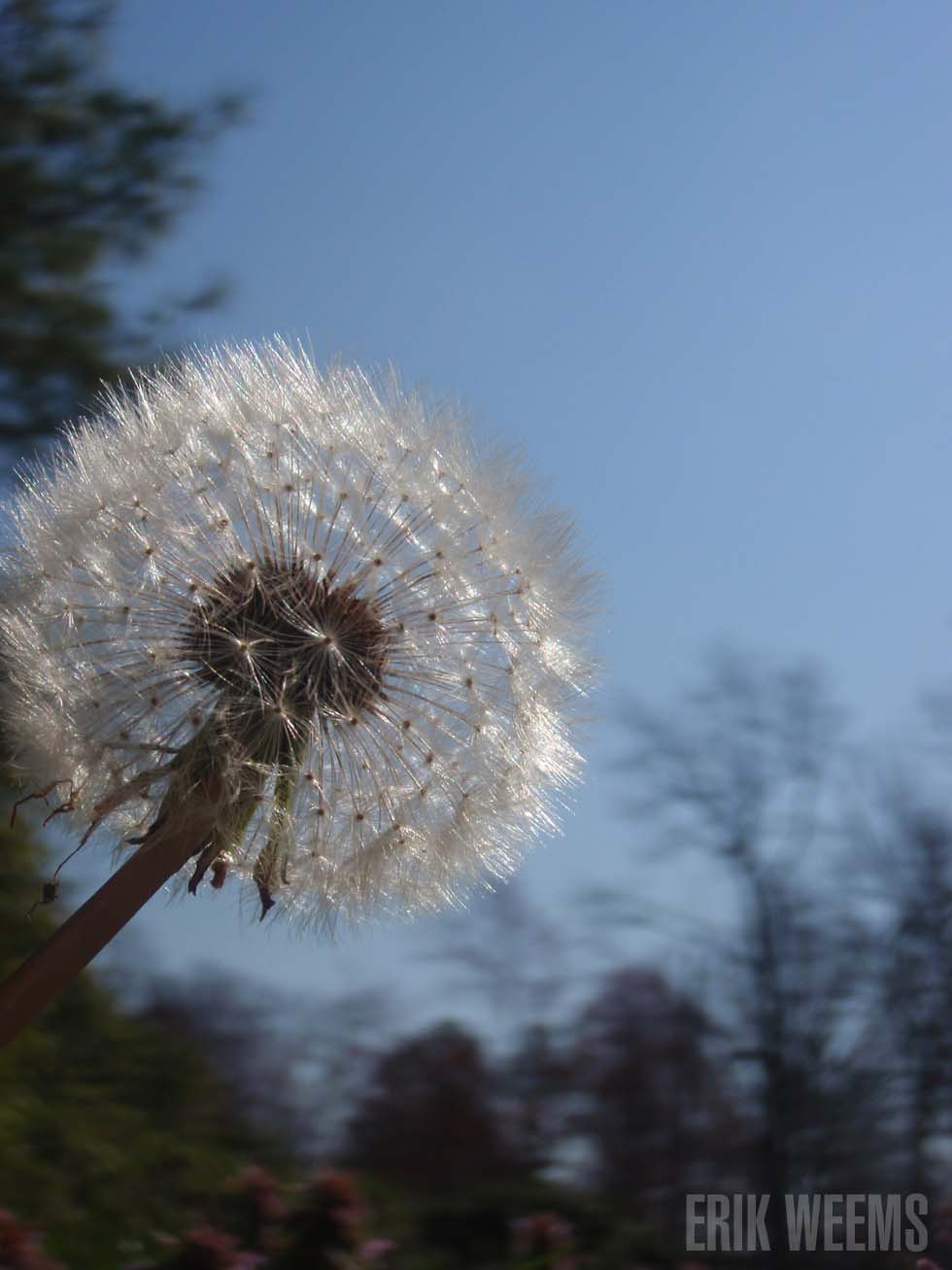 Virginia Dandelion