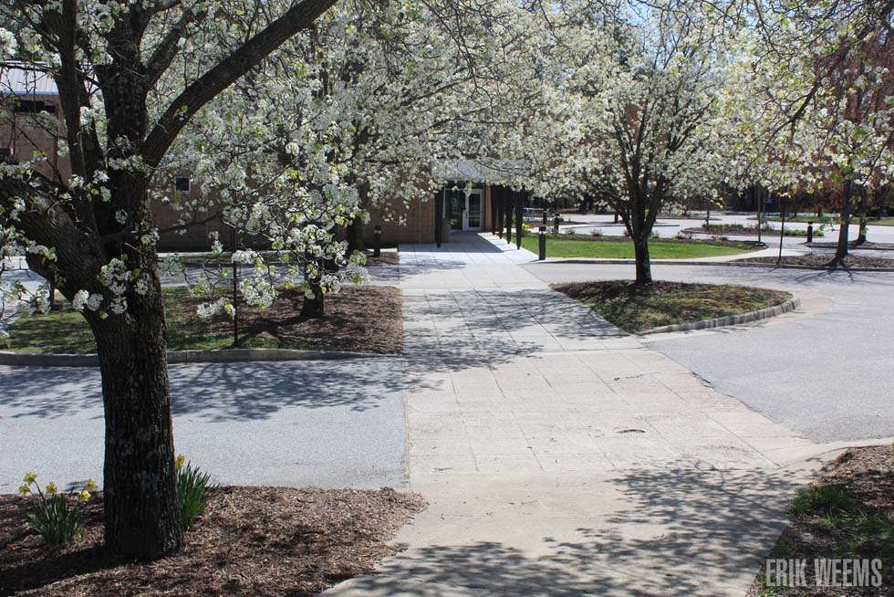 Blossom White Trees Virginia RIchmond