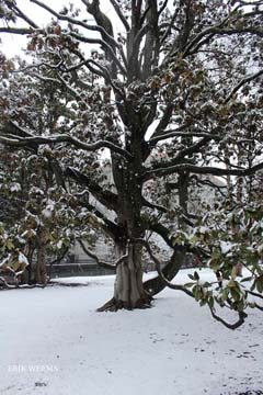 Magnolia in the Snow Richmond Capital Square Park