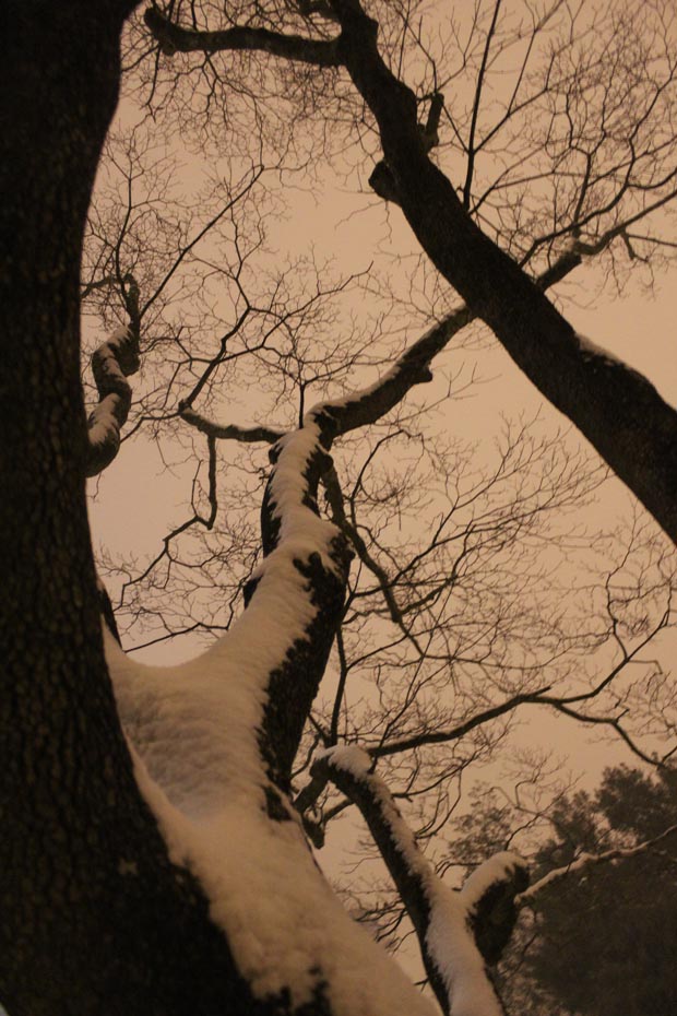 Byrd Park Snow Tree