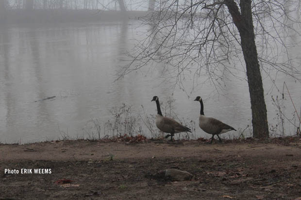 Geese Along James River