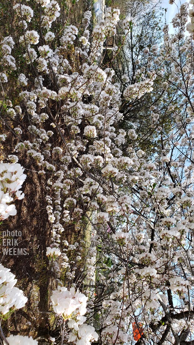 Blooming White Ornamentals