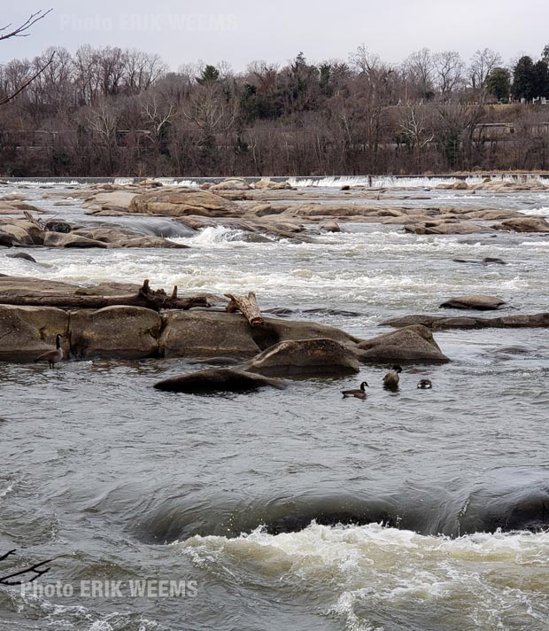 Geese on the James River Richmond 