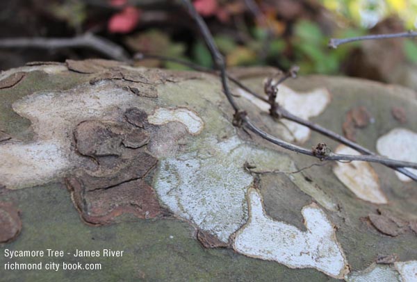 Sycamore Bark on tree along the James River near Richmond Virginia