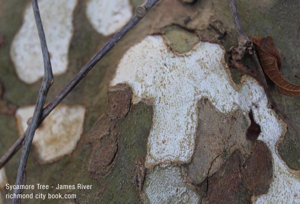 Sycamore Bark